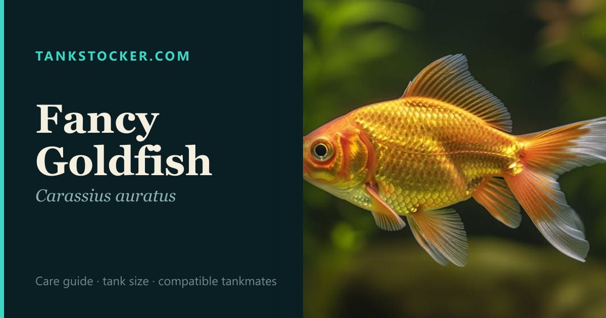 Fancy Goldfish Care Guide, Tank Size & Compatible Tankmates
