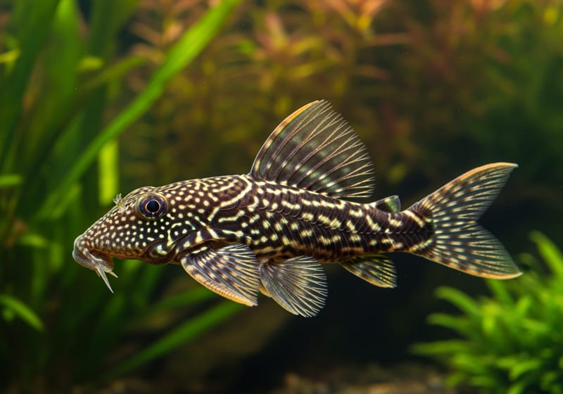 Bristlenose Pleco (Ancistrus cirrhosus) — female