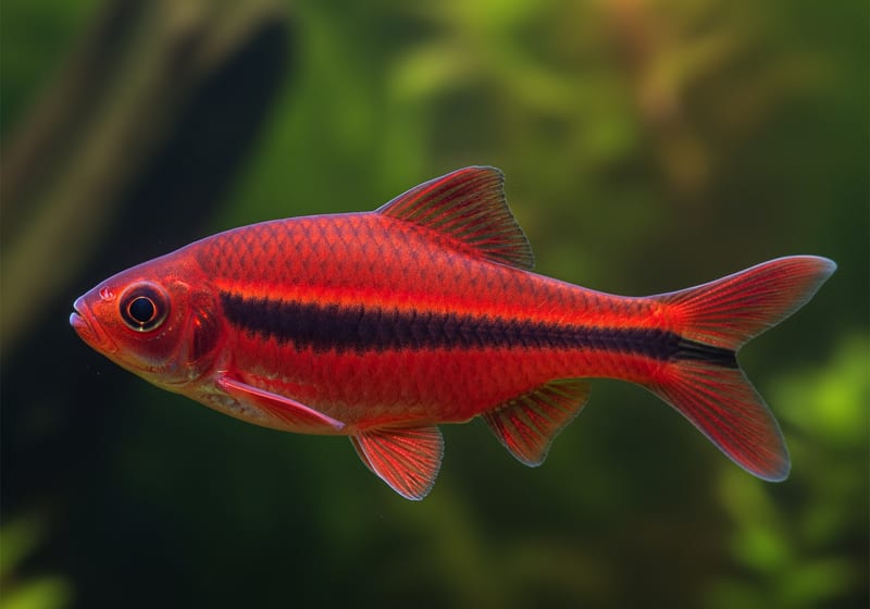Cherry Barb (Puntius titteya) — male