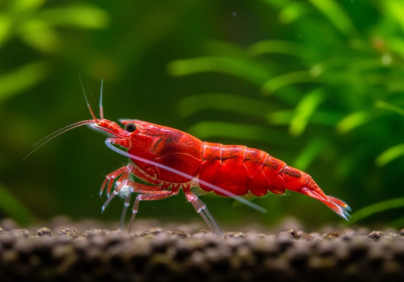 Cherry Shrimp (Neocaridina davidi)