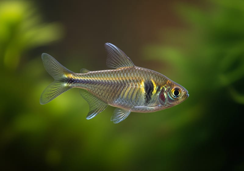 Diamond Tetra (Moenkhausia pittieri) — female