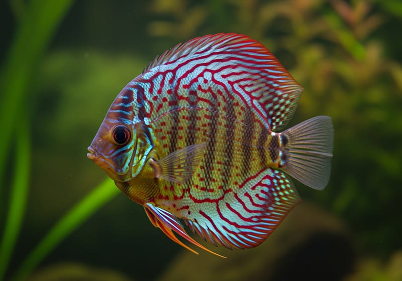 Discus (Symphysodon spp.)