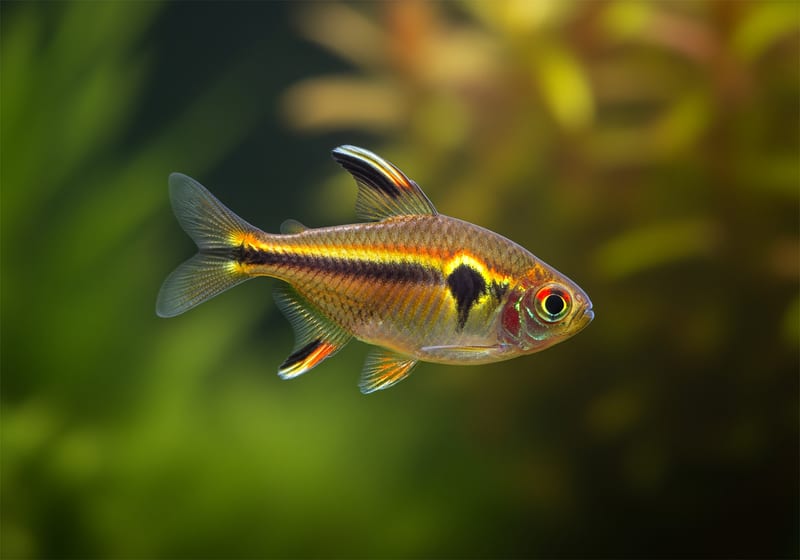 Flame Tetra (Hyphessobrycon flammeus)