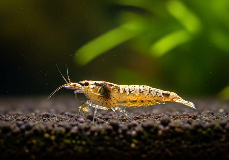 Ghost Shrimp (Palaemonetes paludosus)