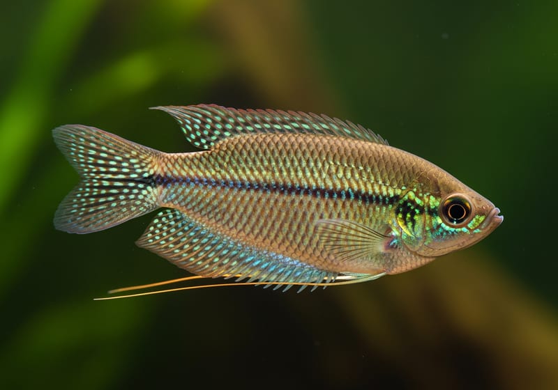 Licorice Gourami (Parosphromenus deissneri) — female