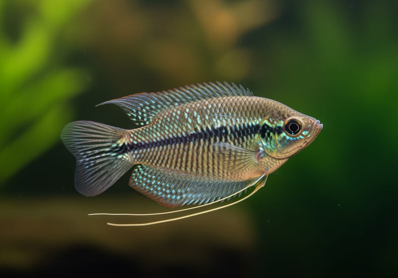 Moonlight Gourami (Trichopodus microlepis) — female