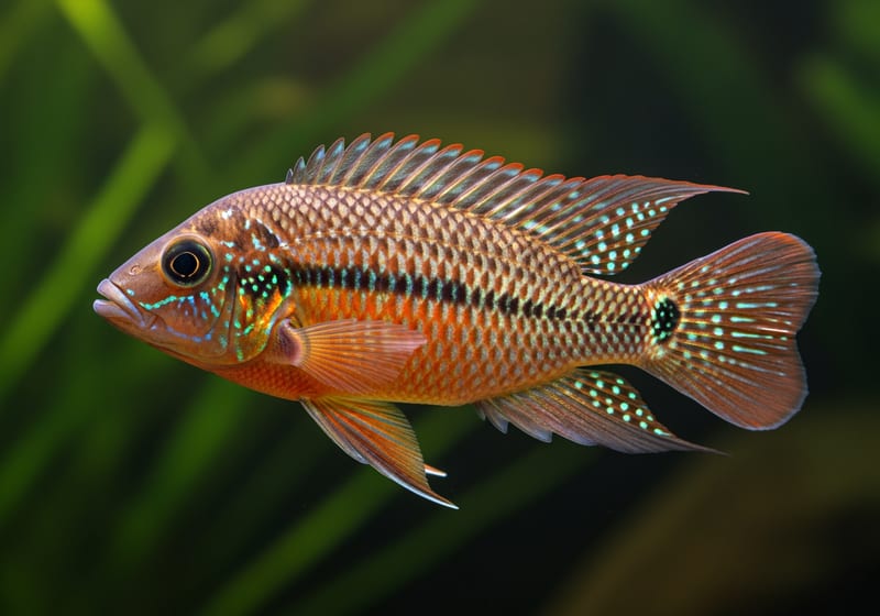 Red Zebra Cichlid (Maylandia estherae) — female